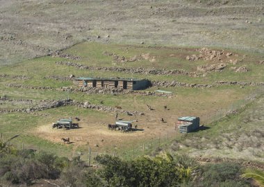 La Gomera adasının batısındaki Barranco del Agua vadisinin tepesinde kulübeleri olan keçiler. Kanarya Adaları, İspanya.