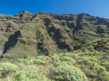 Barranco de Guarimiar Vadisi 'ndeki yürüyüş parkurunda. Yeşil dağ kanyonu yamaçlarında palmiye ağaçları ve sulu bitkiler var. La Gomera, Kanarya Adaları, İspanya, Avrupa