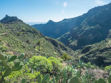 Barranco de Guarimiar Vadisi 'ndeki yürüyüş parkurunda. Yeşil dağ kanyonu yamaçlarında palmiye ağaçları ve sulu bitkiler var. La Gomera, Kanarya Adaları, İspanya, Avrupa