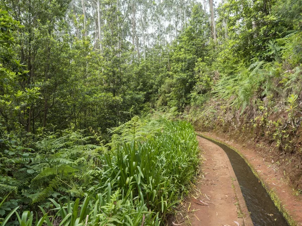 Vista Levada Canal Irrigação Aquática Plantas Tropicais Caminhada Levada Rei — Fotografia de Stock