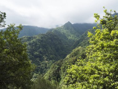 Yeşil dağlı vadi manzarası ve Levada Do Rei PR18 yürüyüşünden, Sao Jorge 'den gelen tropikal bitkiler Ribeiro Bonito, Madeira, Portekiz' de sona eriyor..