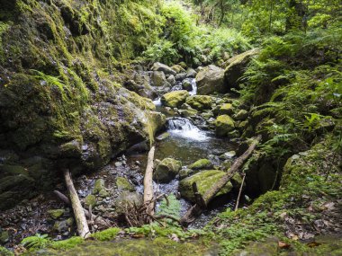 Sao Jorge 'den Portekiz' in Ribeiro Bonito, Madeira kentindeki kaynağında sona eren Levada do Rei PR18 yürüyüşünde yosun kaplı taşlar, eğreltiotu ve tropikal bitkilerle küçük su akıntısı manzarası.