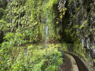 Levada manzarası, su sulama kanalı ve Levada Do Rei PR18 yürüyüşünden tropikal bitkiler, Sao Jorge 'den Ribeiro Bonito, Madeira, Portekiz' de sona eriyor..