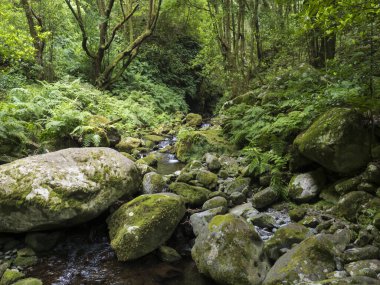 Sao Jorge 'den Portekiz' in Ribeiro Bonito, Madeira kentindeki kaynağında sona eren Levada do Rei PR18 yürüyüşünde yosun kaplı taşlar, eğreltiotu ve tropikal bitkilerle küçük su akıntısı manzarası.