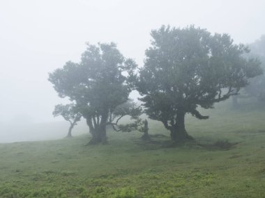 Yoğun siste Fanal Laurel Ormanı. Garip şekilli yosun ağaçları, eğri dallar, yosun ve eğreltiotu. Gizemli atmosfer, sisli, ürpertici korku filmi gibi sahne. Turizm noktası Fanal, Madeira, Portekiz.
