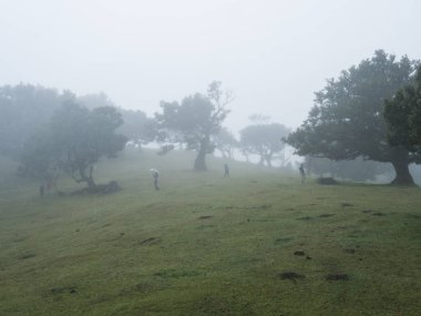 Uzak turist figürleriyle yoğun siste Fanal Laurel Ormanı. Garip şekilli yosun ağaçları, eğri dallar, yosun ve eğreltiotu. Gizemli ürkütücü atmosfer. Turizm noktası Fanal, Madeira, Portekiz.