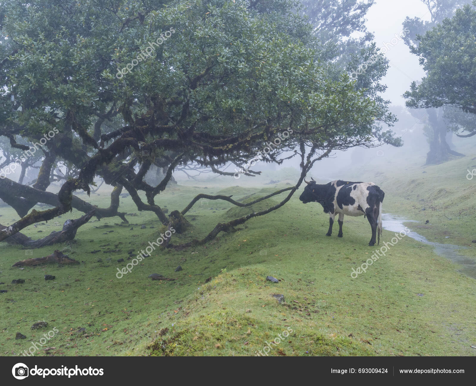 Fanal Laurel Forest Rain Dense Fog Cow Bizarre Shape Mossy Stock Photo