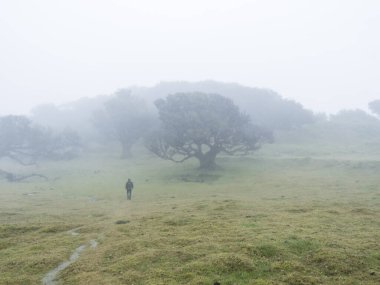 Uzak turist yalnız adam figürlü yoğun siste Fanal defne ormanı. Garip şekilli yosun ağaçları, eğri dallar, yosun ve eğreltiotu. Gizemli ürkütücü atmosfer. Turizm noktası Fanal, Madeira