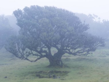 Fanal defne ormanında yağmur ve yoğun siste yosun ve eğreltiotu ile kaplı kıvrılmış dalları olan eski tuhaf şekilli yosun ağacı. Gizemli ürkütücü atmosfer, Turist Noktası Fanal, Madeira