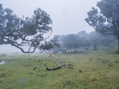 Yağmurda Fanal defne ormanı ve inek ve buzağılarla dolu yoğun sis ve tuhaf şekilli yosun ağaçları, kıvrılmış dallar, yosun ve eğreltiotu. Gizemli ürkütücü atmosfer, Turist Noktası Fanal, Madeira, Portekiz.