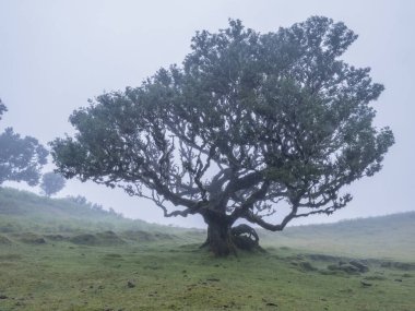 Fanal defne ormanında yağmur ve yoğun siste yosun ve eğreltiotu ile kaplı kıvrılmış dalları olan eski tuhaf şekilli yosun ağacı. Gizemli ürkütücü atmosfer, Turist Noktası Fanal, Madeira