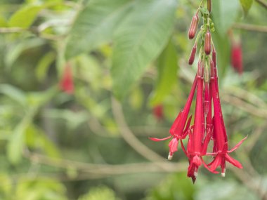 Fuchsia Boliviana 'ya yakın çekim. Kırmızı çiçek, sinekkuşu fuşya ya da dayanıklı fuşya. Ailede bitki. Akşam Primrose, seçmeli odak, yeşil yapraklar, doğa çiçekli arka plan.