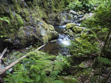 Sao Jorge 'den Portekiz' in Ribeiro Bonito, Madeira kentindeki kaynağında sona eren Levada do Rei PR18 yürüyüşünde yosun kaplı taşlar, eğreltiotu ve tropikal bitkilerle küçük su akıntısı manzarası.