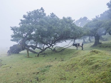 Yağmurda Fanal defne ormanı ve inekli yoğun sis ve tuhaf şekilli yosun ağaçları, kıvrılmış dallar, yosun ve eğreltiotu. Gizemli ürkütücü atmosfer, Turist Noktası Fanal, Madeira, Portekiz.