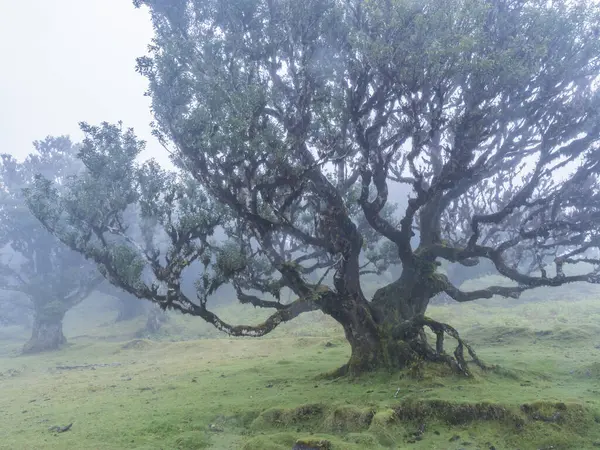 Fanal defne ormanında yağmur ve yoğun siste yosun ve eğreltiotu ile kaplı kıvrılmış dalları olan eski tuhaf şekilli yosun ağacı. Gizemli ürkütücü atmosfer, Turist Noktası Fanal, Madeira
