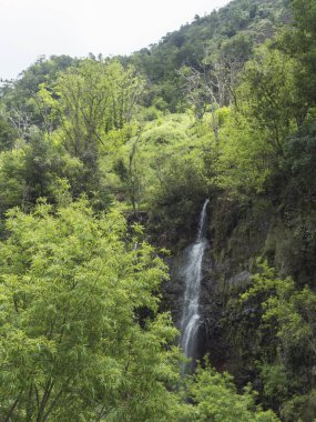 Levada 'daki şelale manzarası, su sulama kanalı ve Levada do Moinho' dan Levada Nova Şelalesi 'ne kadar tropikal bitkiler. Madeira, Portekiz.