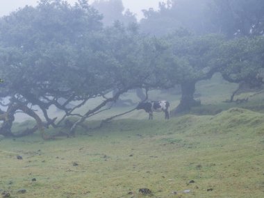 Yağmurda Fanal defne ormanı ve inekli yoğun sis ve tuhaf şekilli yosun ağaçları, kıvrılmış dallar, yosun ve eğreltiotu. Gizemli ürkütücü atmosfer, Turist Noktası Fanal, Madeira, Portekiz.