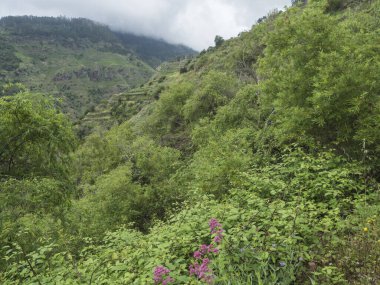 Yeşil dağları ve tropikal bitkileri olan vadi manzarası, Levada do moinho to levada nova şelalesi. Madeira, Portekiz.