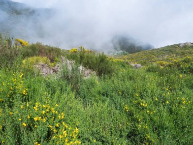 Portekiz 'in Madeira kentinin en yüksek tepelerinden biri olan Pico Grande' ye yürüyüş yolunda sarı çiçekler ve beyaz kuru ağaçlarla kaplı yeşil sisli dağ manzarası.