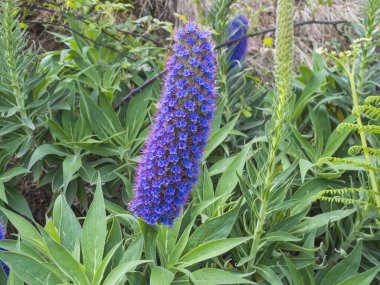 Close up of a Echium candicans, Pride of Madeira, large blue flowers in full bloom. clipart