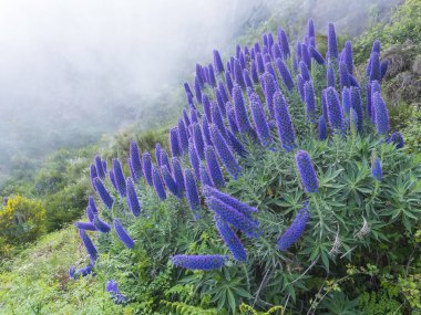 Close up of a Echium candicans, Pride of Madeira, large blue flowers in full bloom. clipart