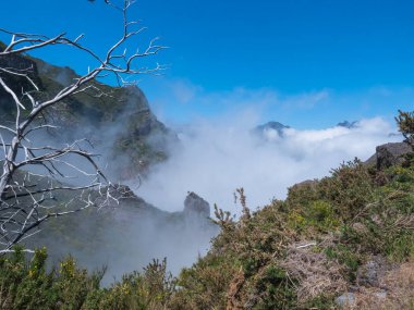 Portekiz 'in Madeira kentinin en yüksek tepelerinden biri olan Pico Grande' ye yürüyüş yolunda yeşil sisli dağ manzarasında beyaz kuru ağaçlar sarı çiçeklerle kaplıdır..