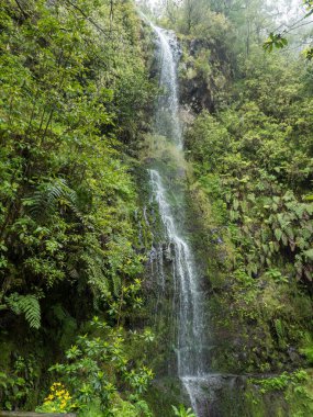 Levada Caldeirao Verde ve Caldeirao 'da eğreltiotu, yosun ve taşlı yoğun tropikal defne ormanlarında şelale Madeira adası, Portekiz' de Cehennem yürüyüşü patikası yapar..