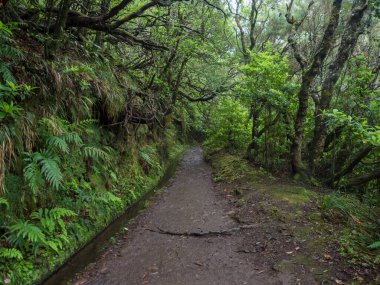 Levada boyunca dar patika, yoğun tropikal orman bitkileri ve bitki örtüsüyle su sulama kanalı. Levada Caldeirao Verde ve Caldeirao Inferno yürüyüş yolu, Madeira Adası, Portekiz.