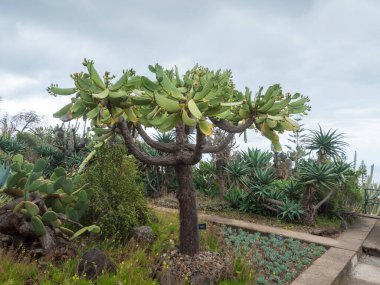 Funchal kasabasındaki ünlü Tropikal Botanik Bahçeleri Jardim Botanico da Madeira 'daki kaktüs ve sulu bitkiler 1960 yılında halka açıldı. Funchal, Madeira, Portekiz