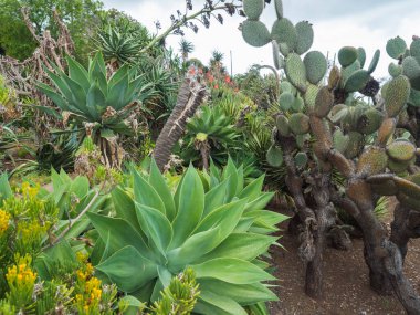 Funchal kasabasındaki ünlü Tropikal Botanik Bahçeleri Jardim Botanico da Madeira 'daki kaktüs ve sulu bitkiler 1960 yılında halka açıldı. Funchal, Madeira, Portekiz