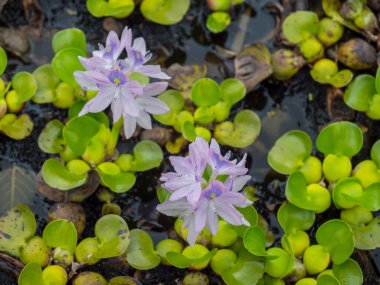 Close up of water hyacinth flowers, Eichornia crassipe or Pontederia crassipes. Aquatic plant. Floating plant with pink and violet flowers and green leaves. clipart