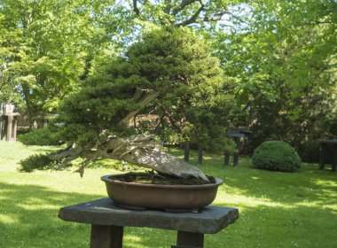Prag botanik bahçesindeki güzel kozalaklı bonsai ağacı. Bonsai seramik bir tencerede cüce gibi duruyor. Doğada büyük, yaşlı bir ağacın minyatürü. Bon denen sığ saksılarda dikiliyor.
