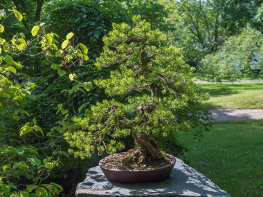 Prag botanik bahçesindeki güzel kozalaklı bonsai ağacı. Bonsai seramik bir tencerede cüce gibi duruyor. Doğada büyük, yaşlı bir ağacın minyatürü. Bon denen sığ saksılarda dikiliyor.