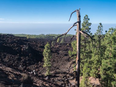Chinyero volkanik volkanik yürüyüş parkurunda volkanik manzara. Lav küllerinden ve kayalardan oluşan siyah zemin, yeşil endemik Kanarya adası çamları, Atlantik okyanusu ve açık mavi gökyüzü. Tenerife, İspanya.