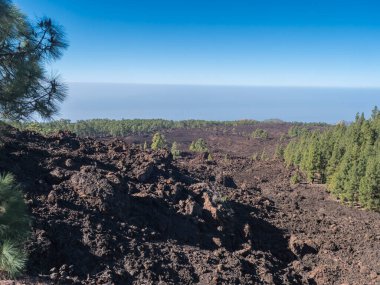 Chinyero volkanik volkanik yürüyüş parkurunda volkanik manzara. Lav küllerinden ve kayalardan oluşan siyah zemin, yeşil endemik Kanarya adası çamları, Atlantik okyanusu ve açık mavi gökyüzü. Tenerife, İspanya.