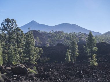 Chinyero 'daki volkanik arazi dairesel yürüyüş patikasında. Lav kayalarından oluşan siyah zemin, yeşil endemik Kanarya adası çamları, açık mavi gökyüzü. Ve Pico del Teide volkanı manzarası. Tenerife, İspanya.