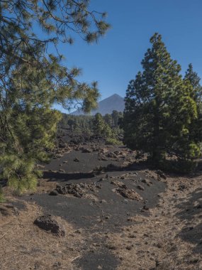 Chinyero volkanik volkanik yürüyüş parkurunda volkanik manzara. Lav küllerinden ve kayalardan oluşan siyah zemin, yeşil endemik Kanarya adası çamları, Atlantik okyanusu ve açık mavi gökyüzü. Tenerife, İspanya.