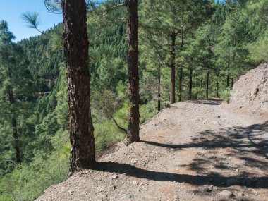 Teno dağ sırası, Tenerife, Kanarya Adaları, İspanya, Avrupa 'daki Cruz de Gala tepesi etrafındaki yemyeşil kanarya çam ormanlarında yürüyüş yolu. Açık mavi gökyüzü