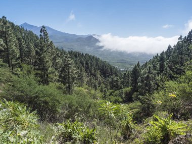 Pico del Teide volkanik manzarası çam ağacı ormanları, Teno dağ sırası, Tenerife, Kanarya Adaları, İspanya, Avrupa ile çevrilidir. Cruz de Gala tepesinde yürüyüş parkuru