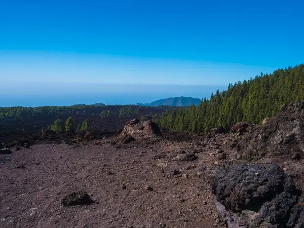 stock image Volcanic landscape at Chinyero volcano circular hiking trail. Black ground of lava ash and rock, green endemic Canary island pines, atlantic ocean and clear blue sky. Tenerife, Spain.