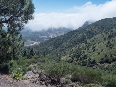 Cruz de Gala tepesi, Teno dağ sırası, Tenerife, Kanarya Adaları, İspanya, Avrupa çevresindeki yemyeşil kanarya çam ormanları boyunca yürüyüş izlerinden görüntüler