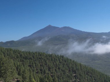 Scenic view on volcano Pico del Teide surrounded by pine tree forest, Teno mountain range, Tenerife, Canary Islands, Spain, Europe. Hiking trail around Cruz de Gala peak clipart