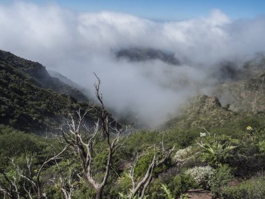 Cruz de Gala tepesi, Teno dağ sırası, Tenerife, Kanarya Adaları, İspanya, Avrupa çevresindeki yemyeşil bitki örtüsü ve tepeler boyunca yürüyüş izlerinden görüntüler