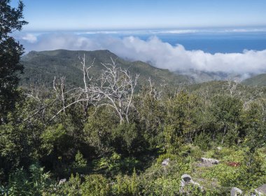 Cruz de Gala tepesi, Teno dağ sırası, Tenerife, Kanarya Adaları, İspanya, Avrupa çevresindeki yürüyüş alanlarından yemyeşil bitki örtüsü, tepeler ve Atlantik okyanusunun manzarası