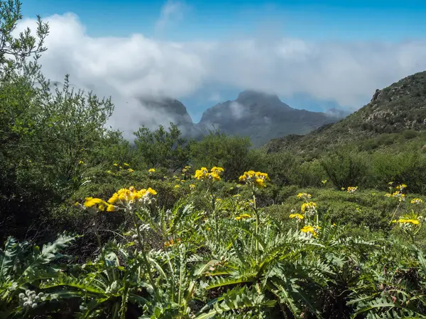 stock image View from hiking trail with yellow flowers and lush green vegetation and hills around Cruz de Gala peak, Teno mountain range, Tenerife, Canary Islands, Spain, Europe