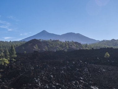 Chinyero 'daki volkanik arazi dairesel yürüyüş patikasında. Lav kayalarından oluşan siyah zemin, yeşil endemik Kanarya adası çamları, açık mavi gökyüzü. Ve Pico del Teide volkanı manzarası. Tenerife, İspanya.