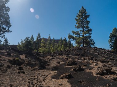 Chinyero volkanik volkanik yürüyüş parkurunda volkanik manzara. Lav küllerinden ve kayalardan oluşan siyah zemin, yeşil endemik Kanarya adası çamları, Atlantik okyanusu ve açık mavi gökyüzü. Tenerife, İspanya.