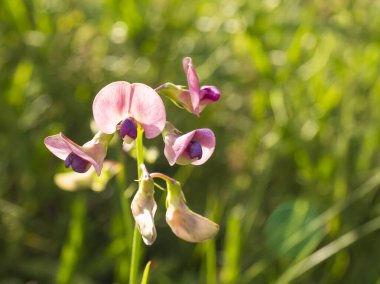 Close up of flat pea plant in bloom, Lathyrus sylvestris, gentle pink and purple flower with buds and blossoms on a meadow, sunlight, selective focus, copy space clipart