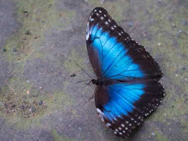 Blue Morpho 'nun, Morpho Peleides' in, toprağın üzerinde oturan büyük kelebeğin yakınında Meksika, Orta Amerika, Kuzey Güney Amerika ve Paraguay 'da bulundu.