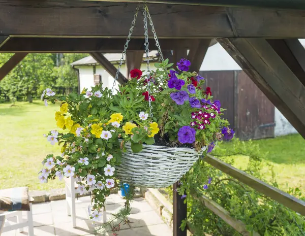 Beyaz hasır sepeti kapat, çiçek saksısı çeşitli renklerde çiçek açan çiçekler ahşap pergola ya da altan ağacından sarkan